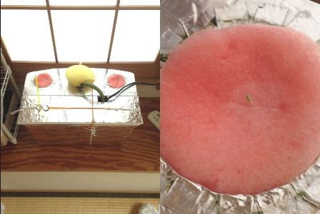 �A���t����̗l�q