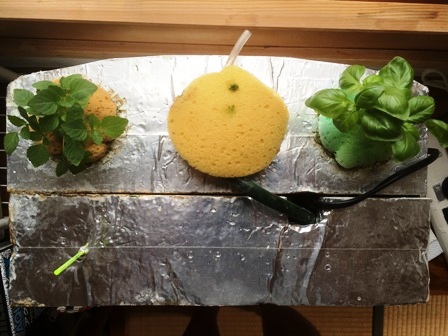 �����ƃo�W��