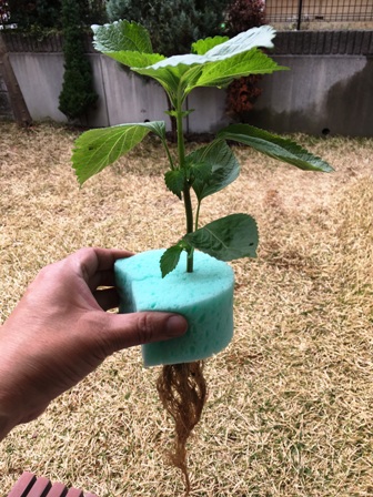 �V�\�̐A���t��