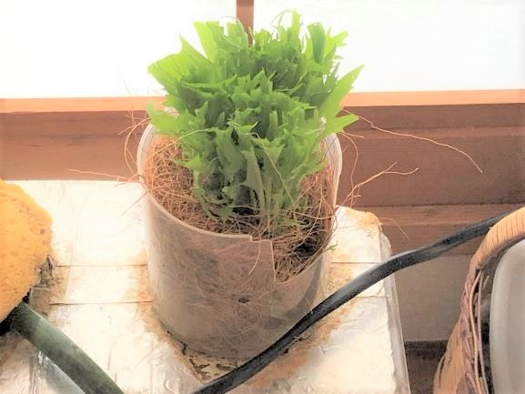 �V�\�̐A���t��